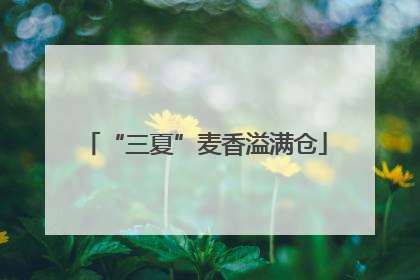 “三夏”麦香溢满仓