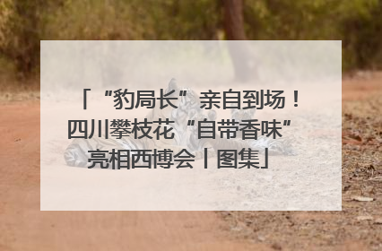 “豹局长”亲自到场！四川攀枝花“自带香味”亮相西博会丨图集