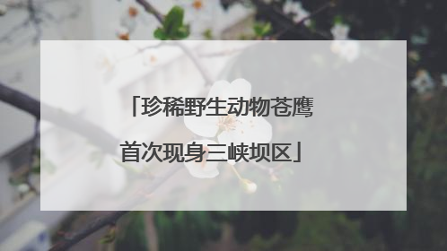 珍稀野生动物苍鹰首次现身三峡坝区