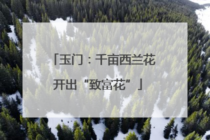 玉门：千亩西兰花开出“致富花”