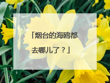 烟台的海鸥都去哪儿了？
