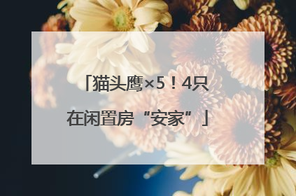 猫头鹰×5！4只在闲置房“安家”