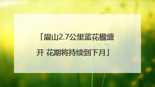 眉山2.7公里蓝花楹盛开 花期将持续到下月