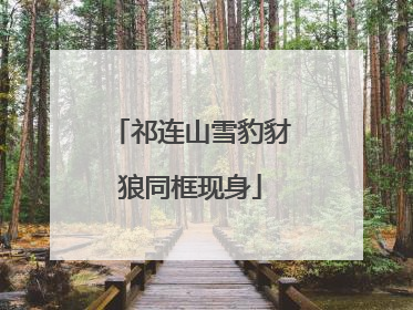 祁连山雪豹豺狼同框现身