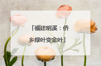 福建明溪：侨乡绿叶变金叶