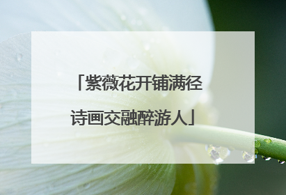 紫薇花开铺满径 诗画交融醉游人