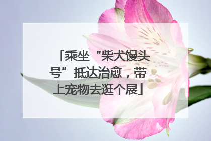 乘坐“柴犬馒头号”抵达治愈，带上宠物去逛个展