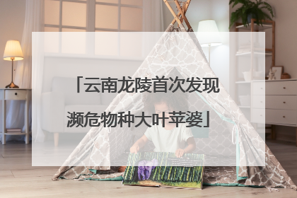 云南龙陵首次发现濒危物种大叶苹婆