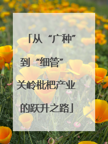 从“广种”到“细管” 关岭枇杷产业的跃升之路