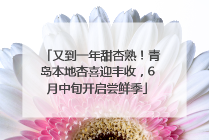 又到一年甜杏熟！青岛本地杏喜迎丰收，6月中旬开启尝鲜季