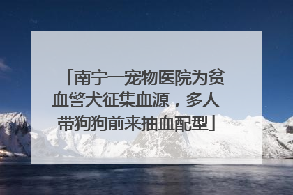 南宁一宠物医院为贫血警犬征集血源，多人带狗狗前来抽血配型