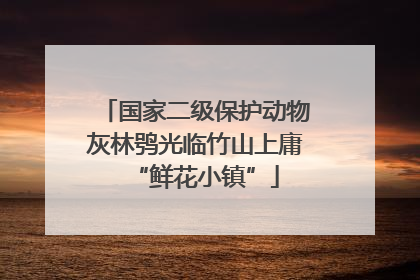 国家二级保护动物灰林鸮光临竹山上庸“鲜花小镇”