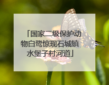 国家二级保护动物白鹭惊现石城镇水堡子村河道