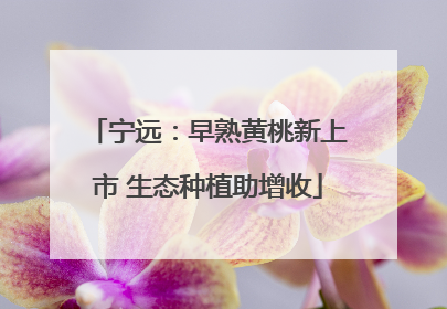 宁远：早熟黄桃新上市 生态种植助增收
