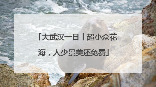 大武汉一日丨超小众花海，人少景美还免费