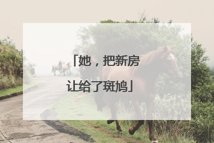 她，把新房让给了斑鸠