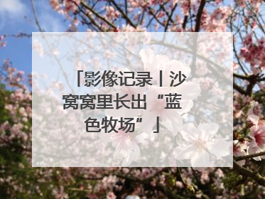 影像记录丨沙窝窝里长出“蓝色牧场”