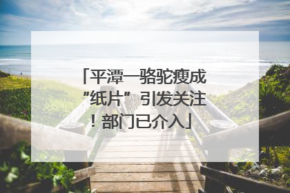 平潭一骆驼瘦成“纸片”引发关注！部门已介入