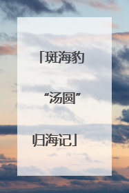 斑海豹“汤圆”归海记