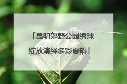 昆明郊野公园绣球绽放演绎多彩夏韵