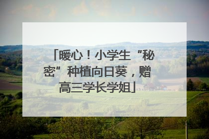 暖心！小学生“秘密”种植向日葵，赠高三学长学姐