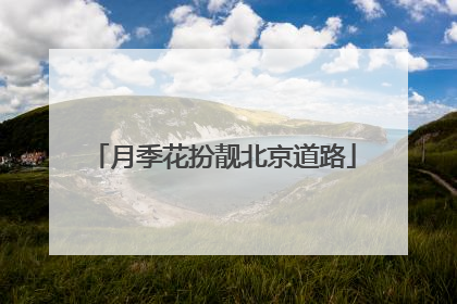 月季花扮靓北京道路