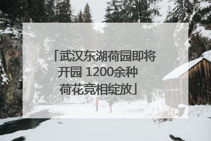 武汉东湖荷园即将开园 1200余种荷花竞相绽放
