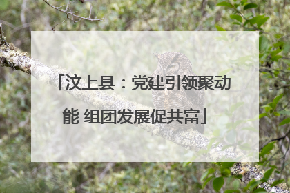 汶上县：党建引领聚动能 组团发展促共富
