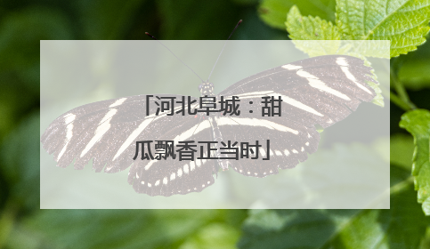 河北阜城：甜瓜飘香正当时