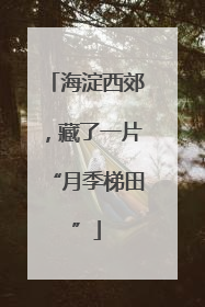 海淀西郊，藏了一片“月季梯田”