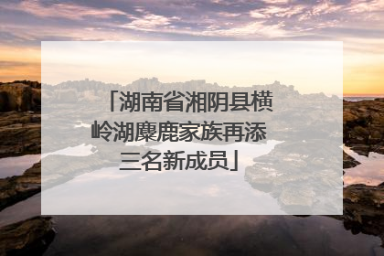 湖南省湘阴县横岭湖麋鹿家族再添三名新成员