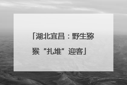湖北宜昌：野生猕猴“扎堆”迎客