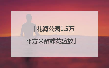 花海公园1.5万平方米醉蝶花盛放