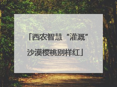 西农智慧“灌溉” 沙漠樱桃别样红
