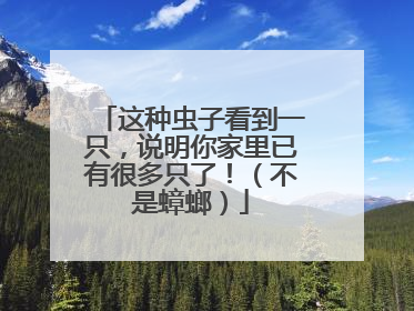 这种虫子看到一只，说明你家里已有很多只了！（不是蟑螂）