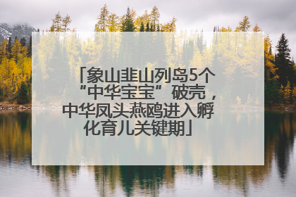 象山韭山列岛5个“中华宝宝”破壳，中华凤头燕鸥进入孵化育儿关键期