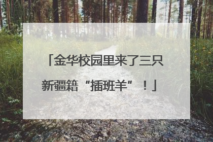 金华校园里来了三只新疆籍“插班羊”！