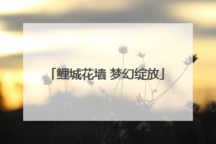 鲤城花墙 梦幻绽放