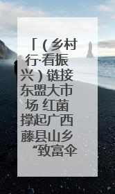 （乡村行·看振兴）链接东盟大市场 红菌撑起广西藤县山乡“致富伞”